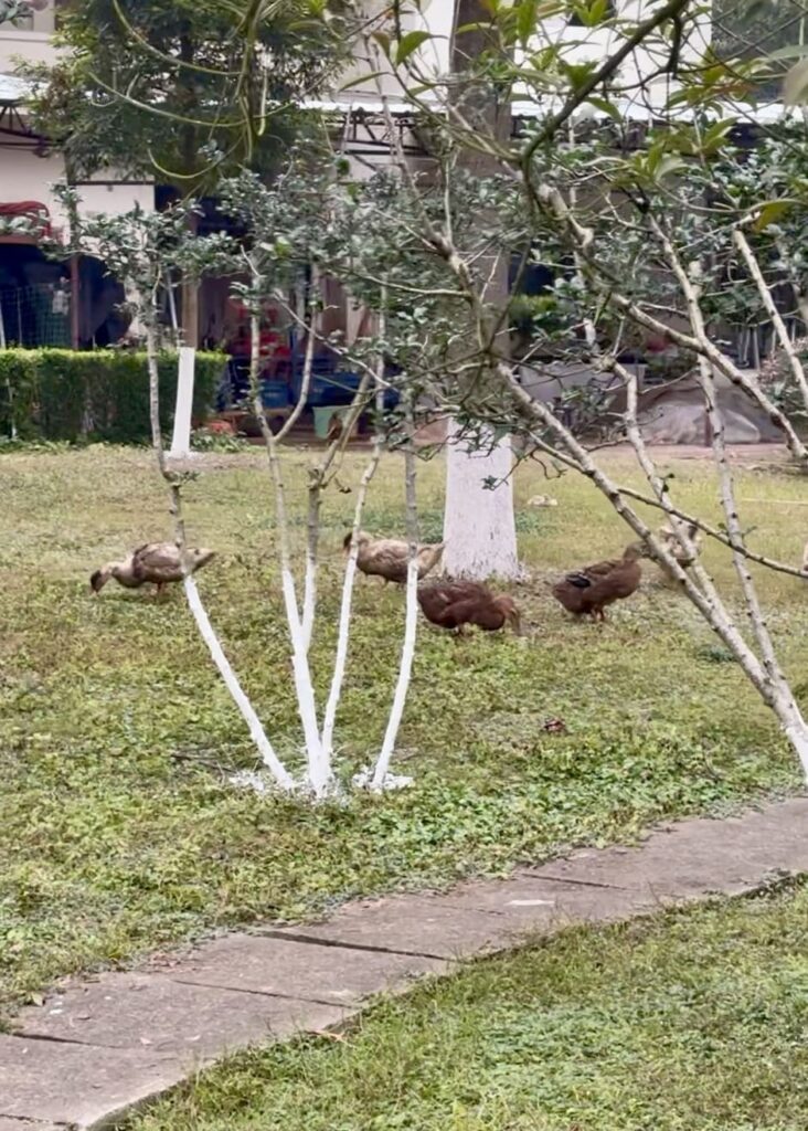 放し飼いのがちょう？