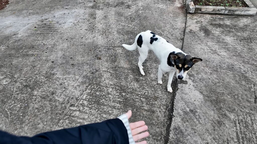 蓮台寺で出会った犬
