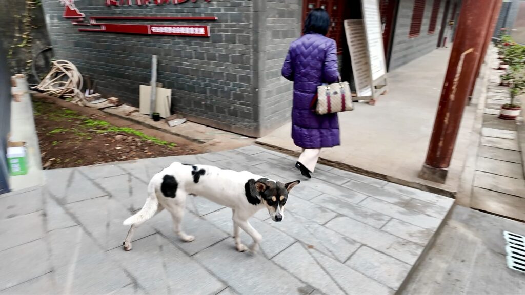 資陽市の東岳山の上にある蓮台寺の犬