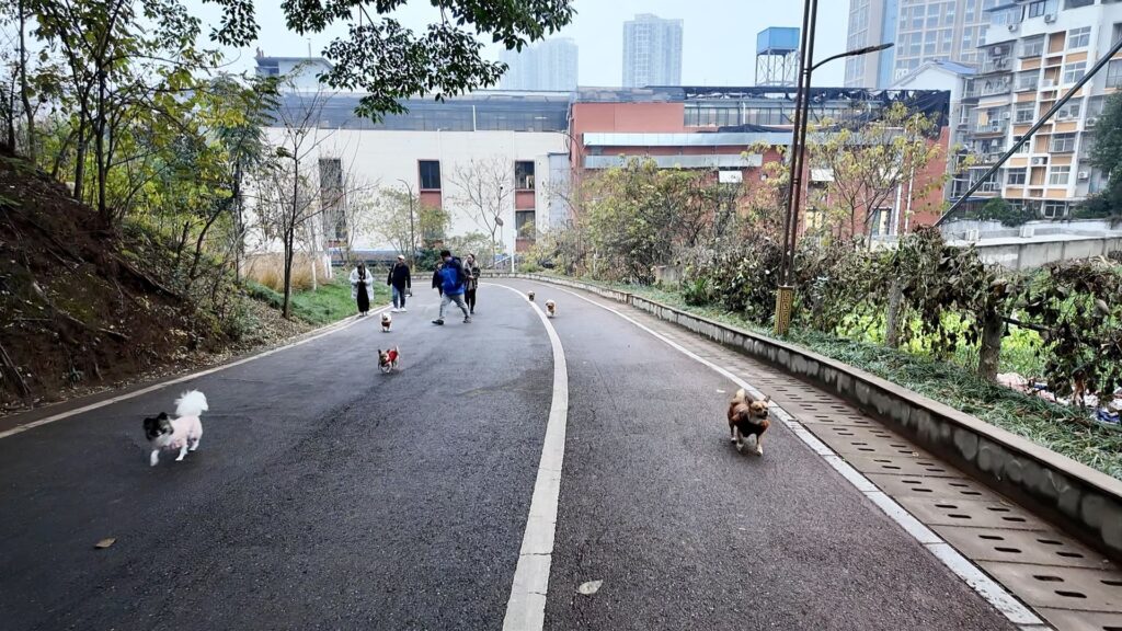 資陽市の東岳山の下り道